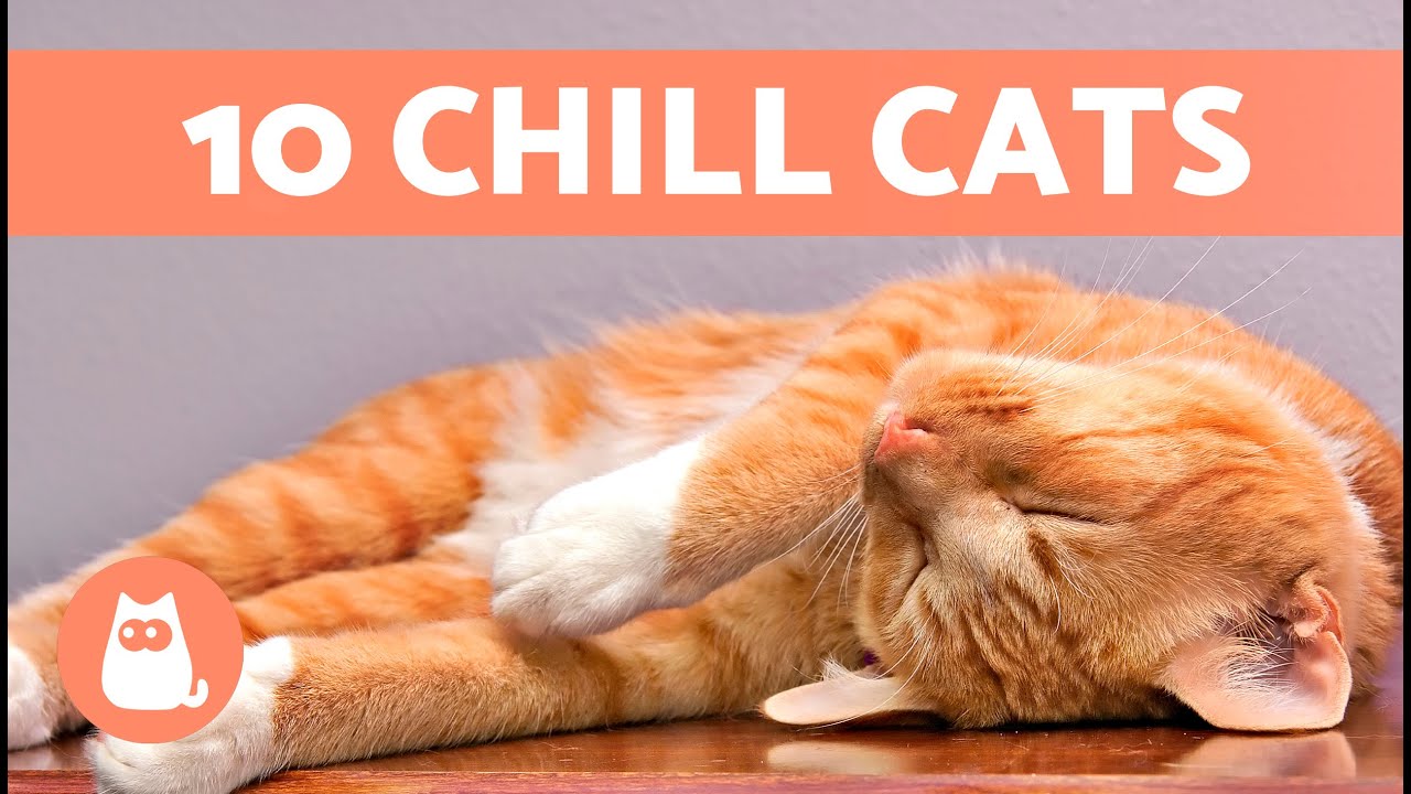 Top 10 CALMEST CAT BREEDS 🐱 The Chillest Cats