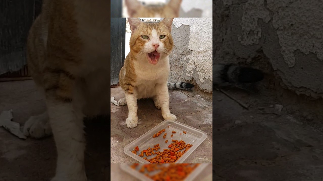 Cat burp!