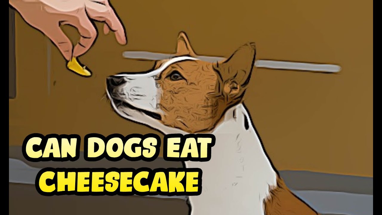 Is it Bad for Puppies to Have Cheesecake?