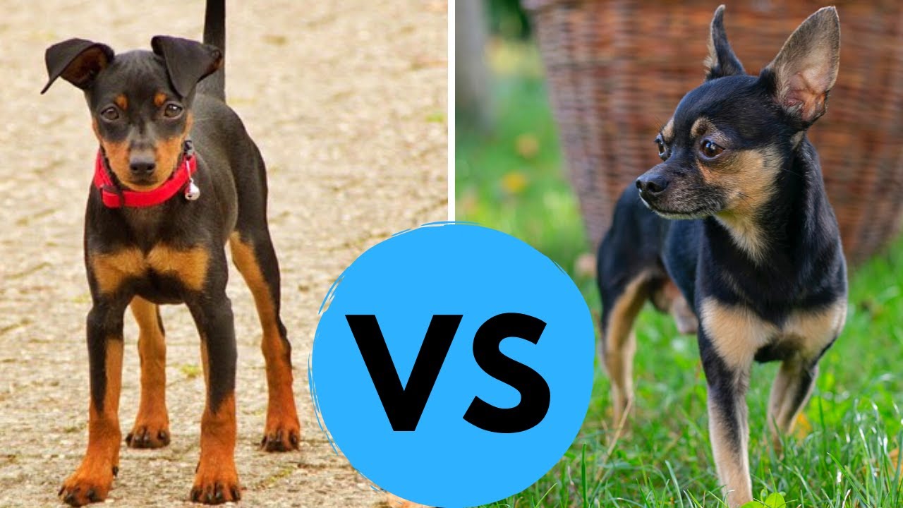 Chihuahua vs Miniature Pinscher Comparison