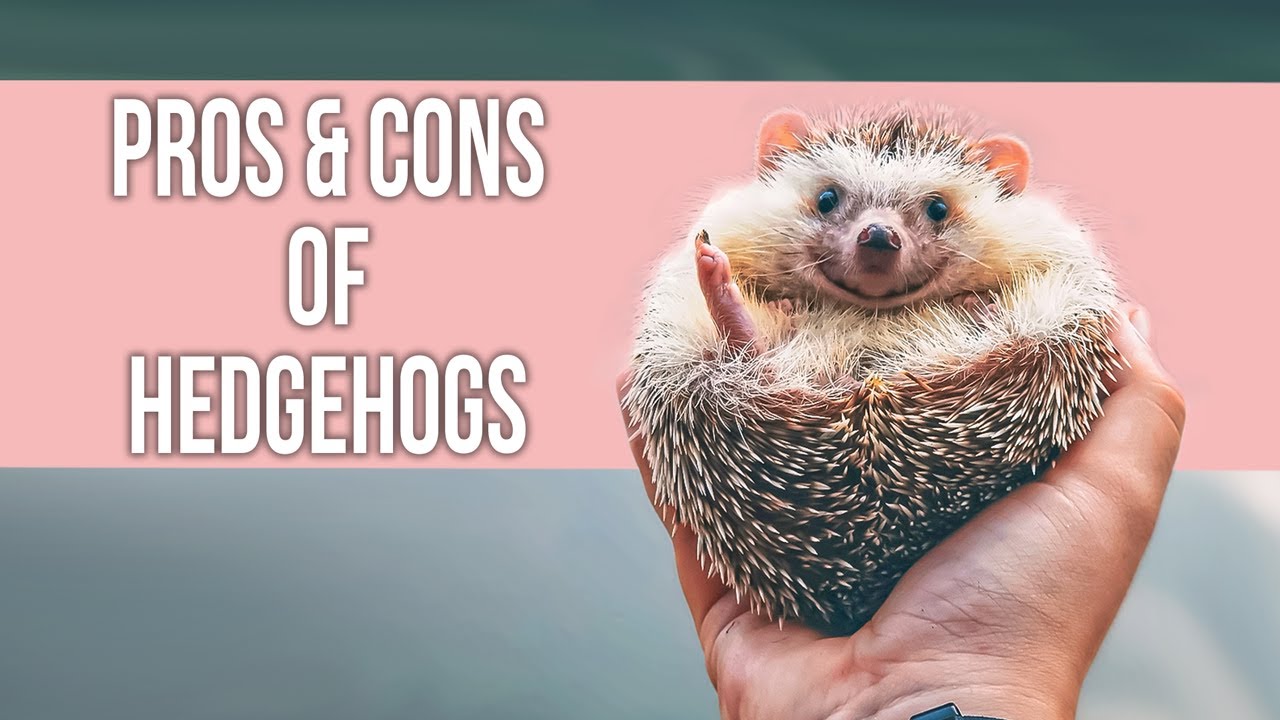 Pros and Cons of Hedgehogs as Pets