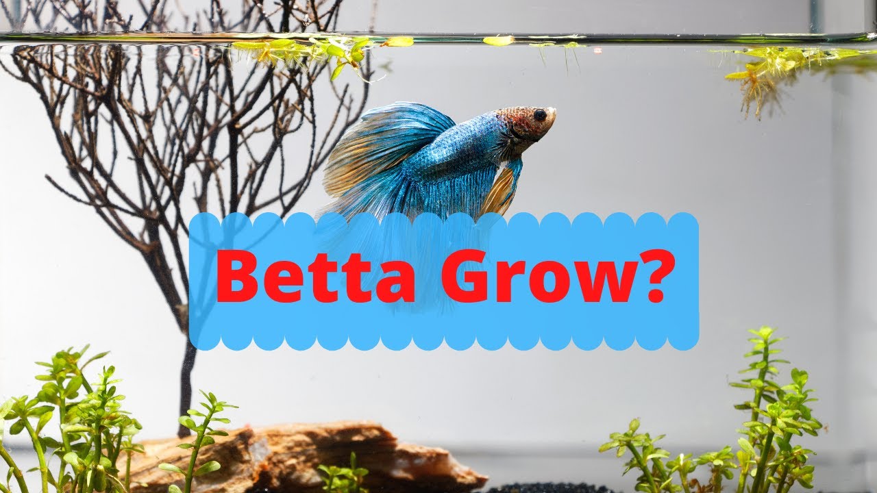 Do Betta Fish Grow?