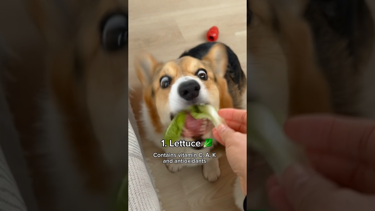 5 Human Foods You Can Feed Your Dog