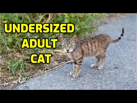 Why Is My Cat So Small And Skinny?