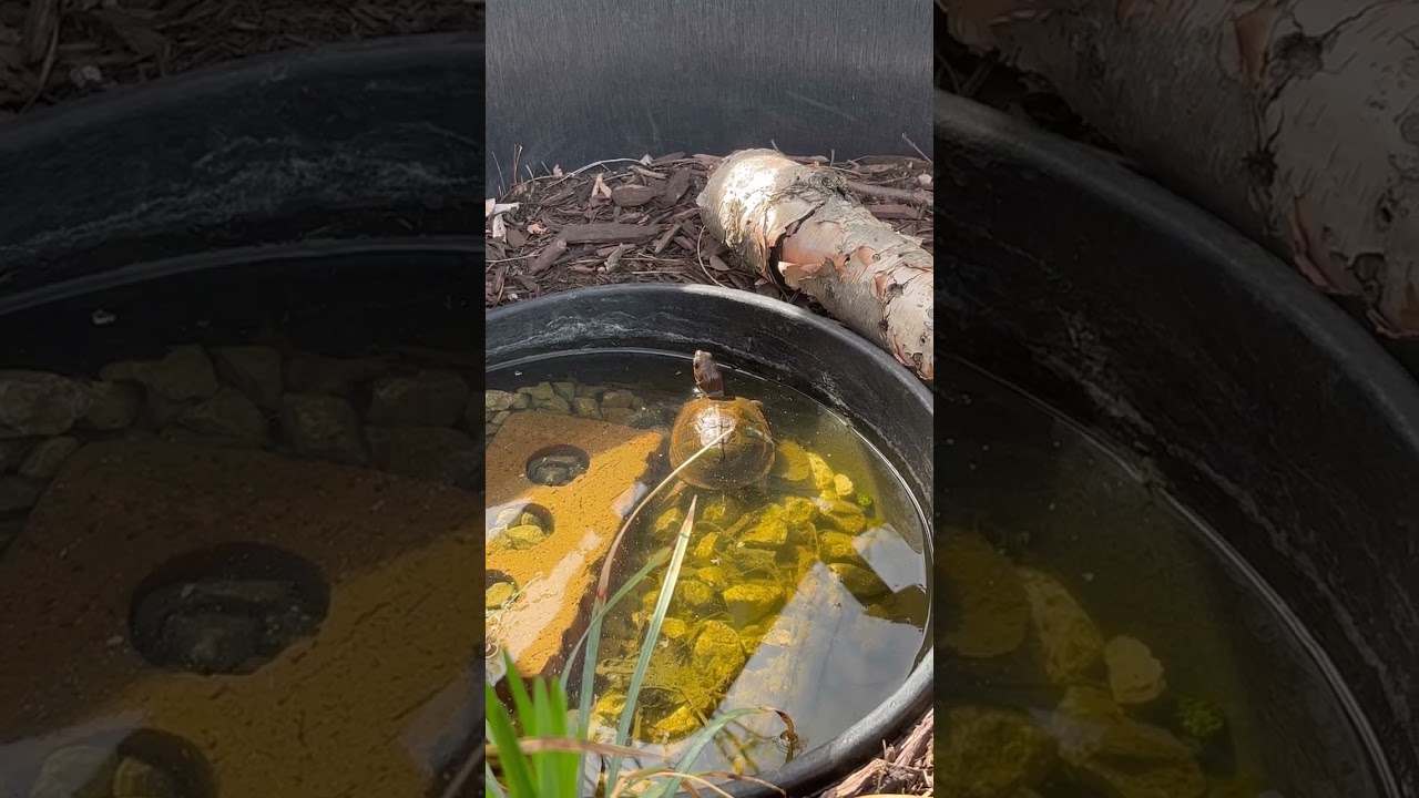 Can Box Turtles Swim?