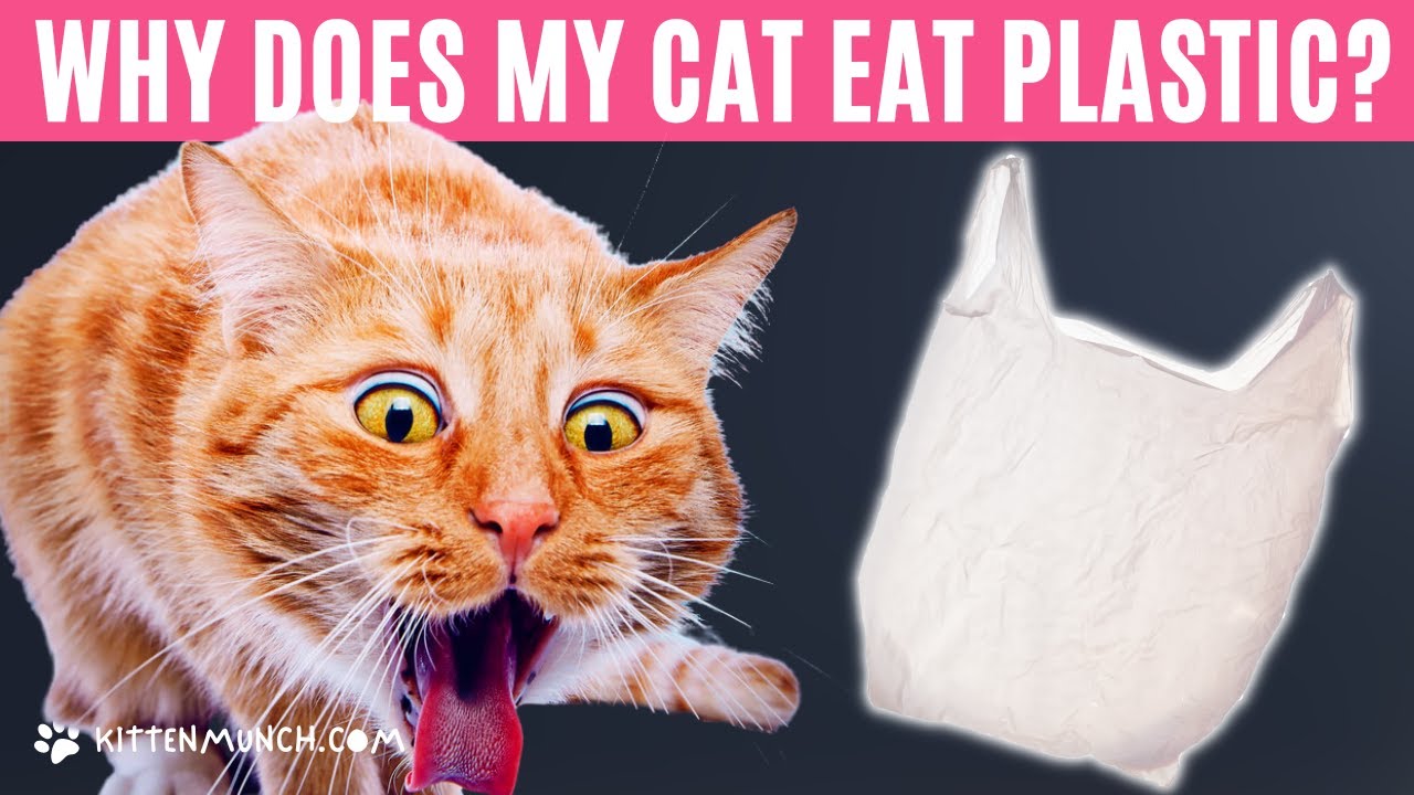 Why Does My Cat Love To Eat Plastic? | CAT BEHAVIOR EXPLAINED
