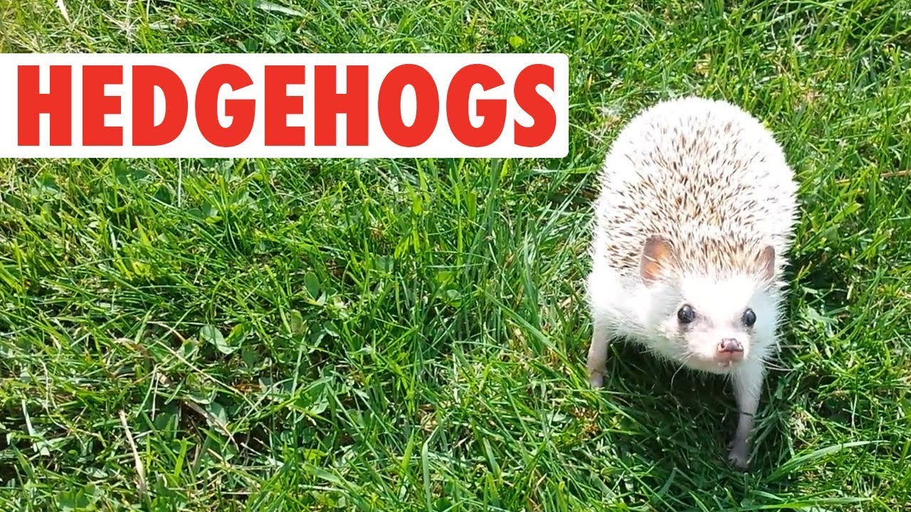 Happy Hedgehogs | Funny Pets Video Compilation