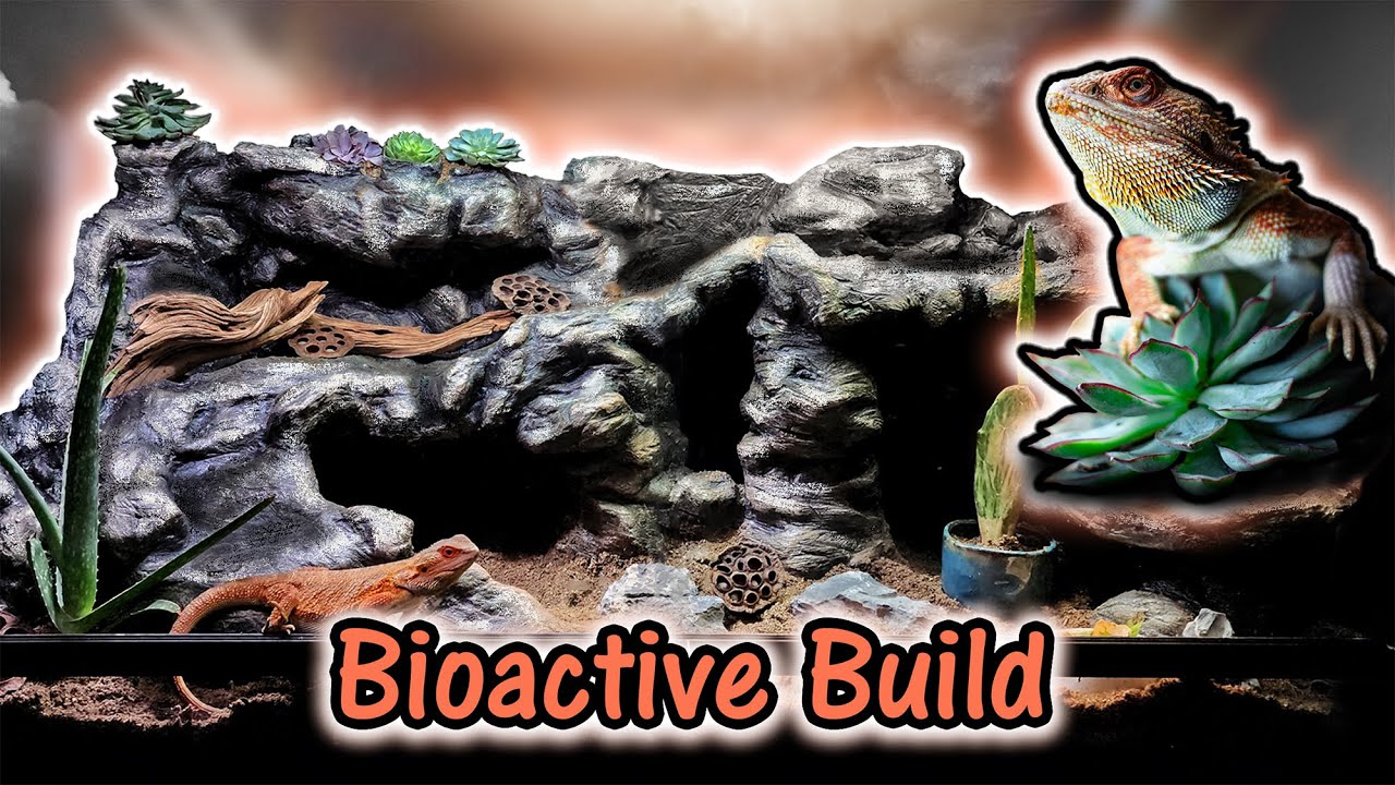 Can I DIY a Dream Bearded Dragon Paradise in 30 days?