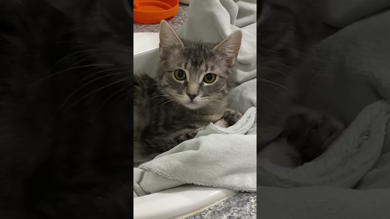 CAT WINKING