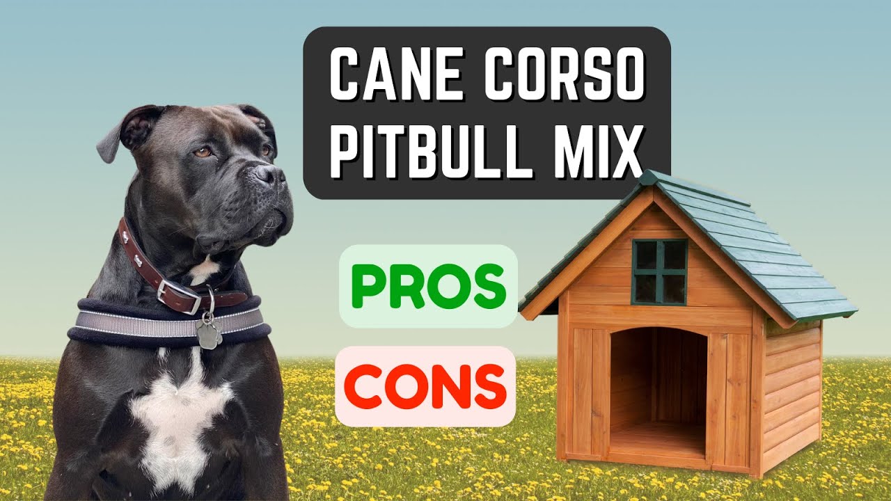 Cane Corso Pitbull Mix: Loyal & Protective! Pros & Cons!