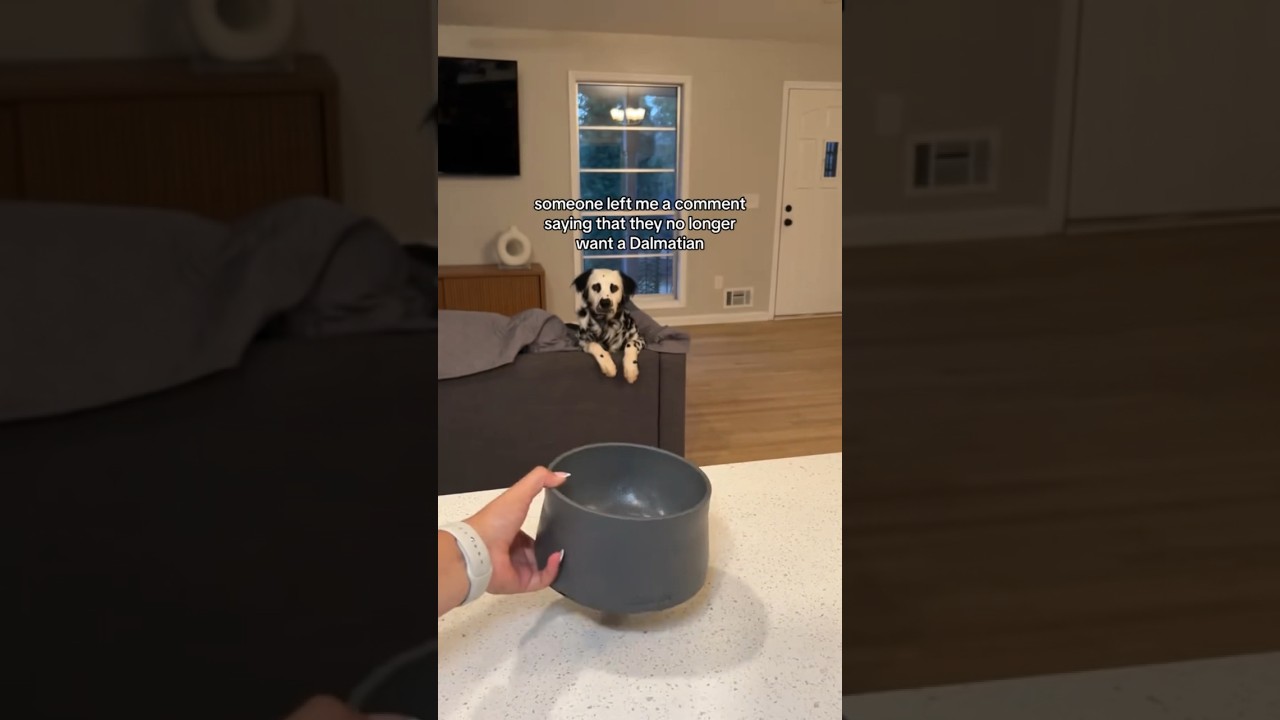 So you THINK you want a Dalmatian?