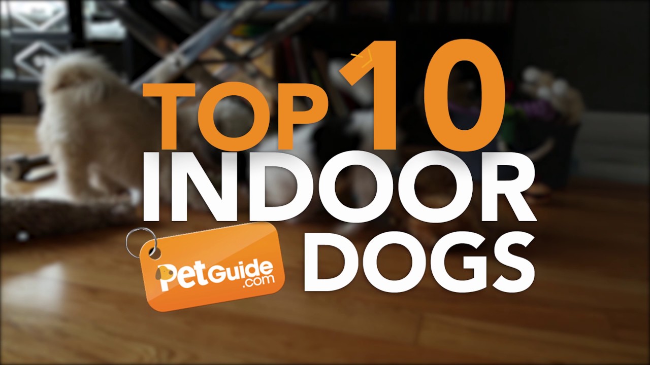 Top 10 Best Indoor Dogs