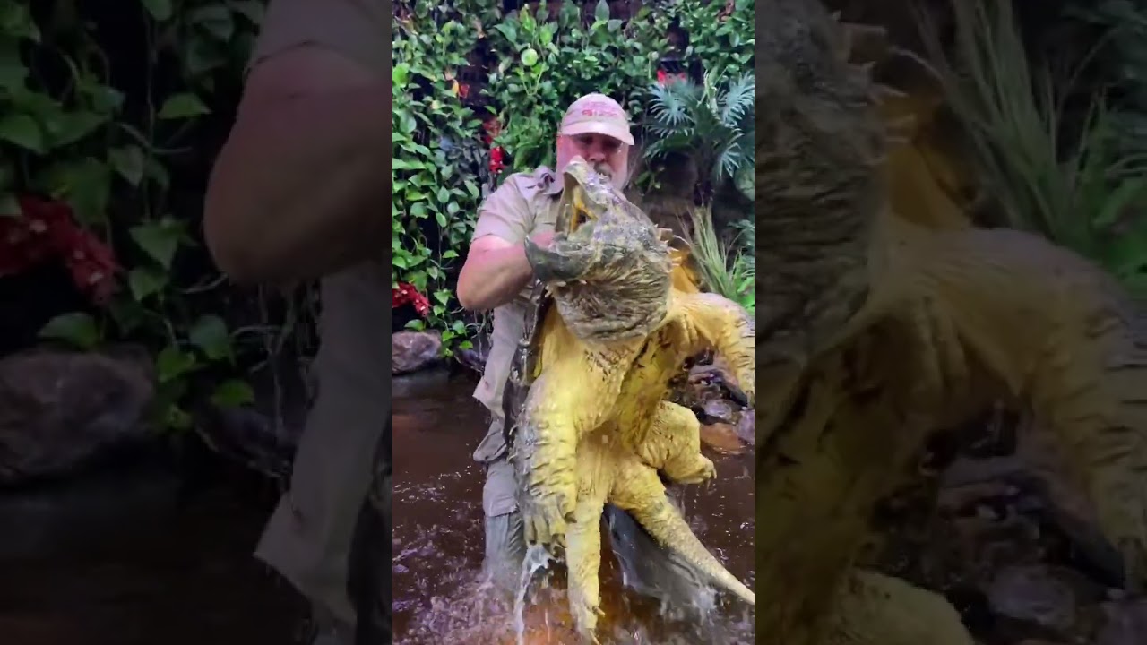 Huge Alligator Snapping Turtle! #american #alligatorsnappingturtle #reptile #zoo #livingthedream