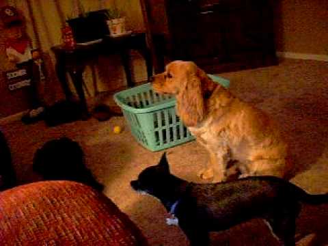 Dogs eat Jalapeno Doritoes