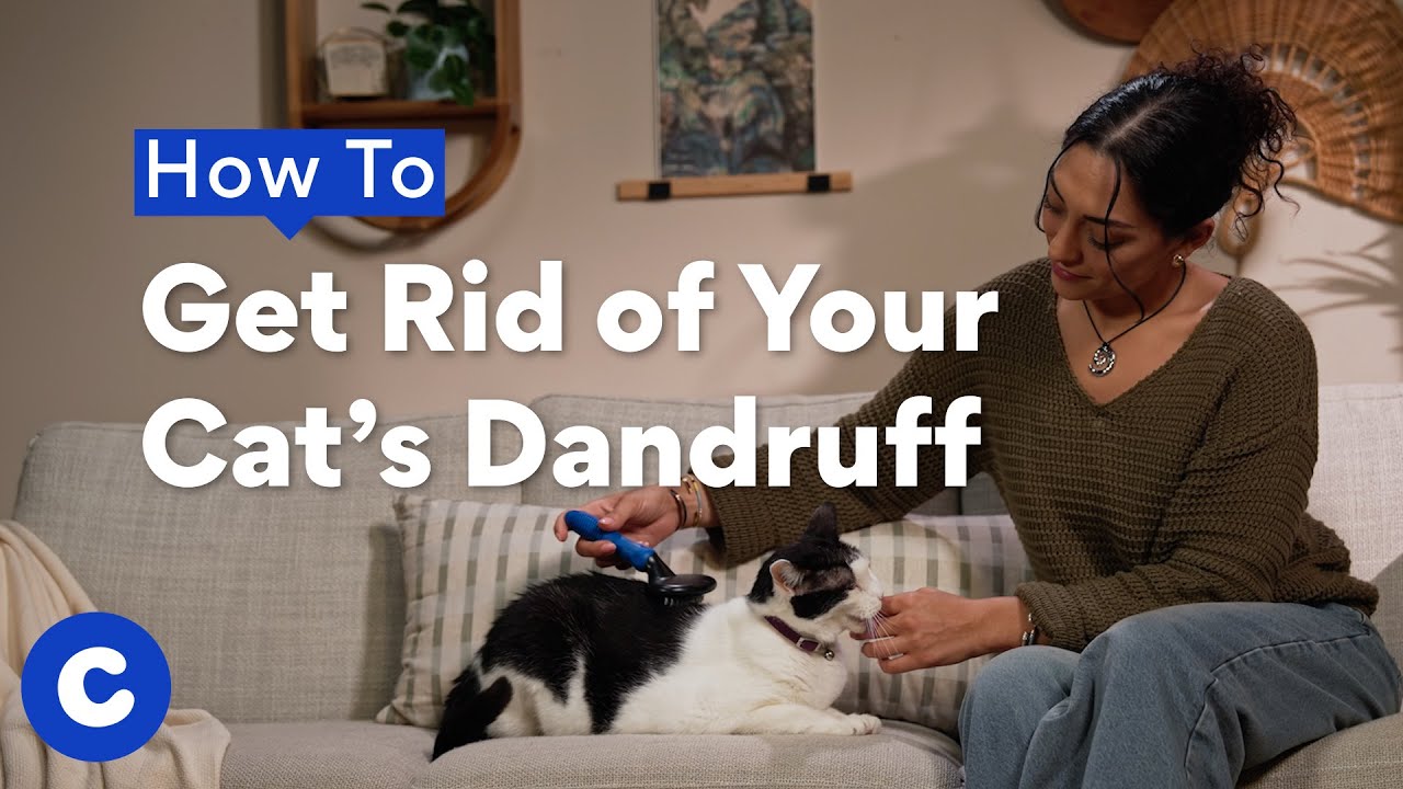 How to Get Rid of Your Cat’s Dandruff | Chewtorials