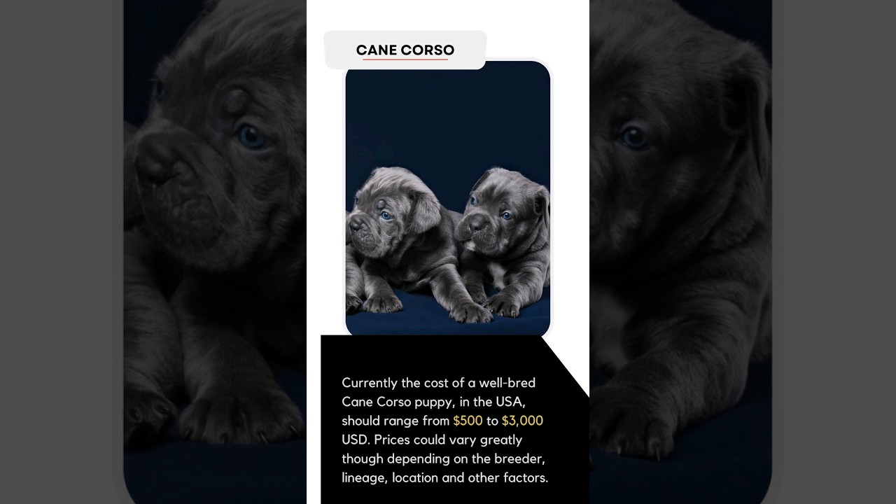 The Real Cost of a Well-Bred Cane Corso Puppy in the USA 🇺🇸 🐾 💲