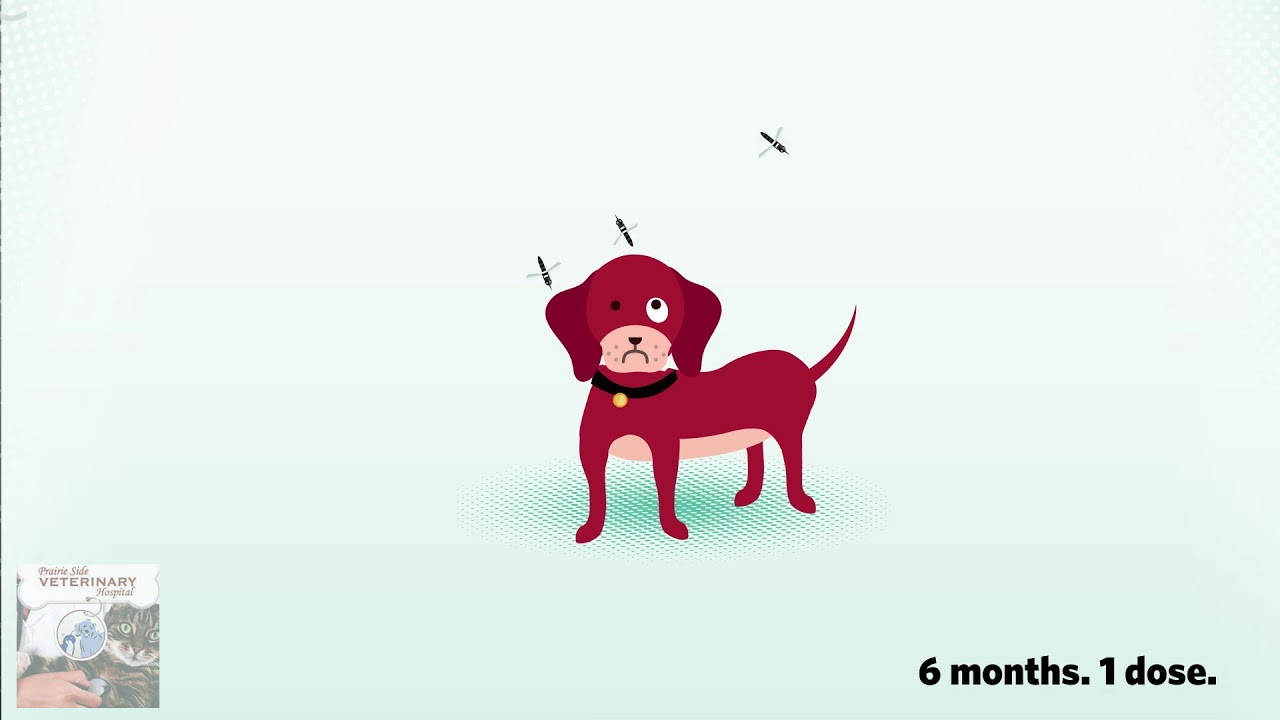 Racine Vet - Protect Your Dog from Heartworm Disease!