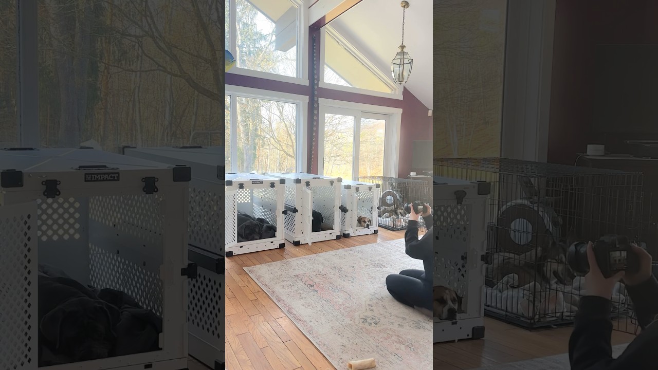 THE BEST DOG CRATES EVER! Use code TSTARCHDOG for 15% off Impact Dog Crates 🐶🤍🐾