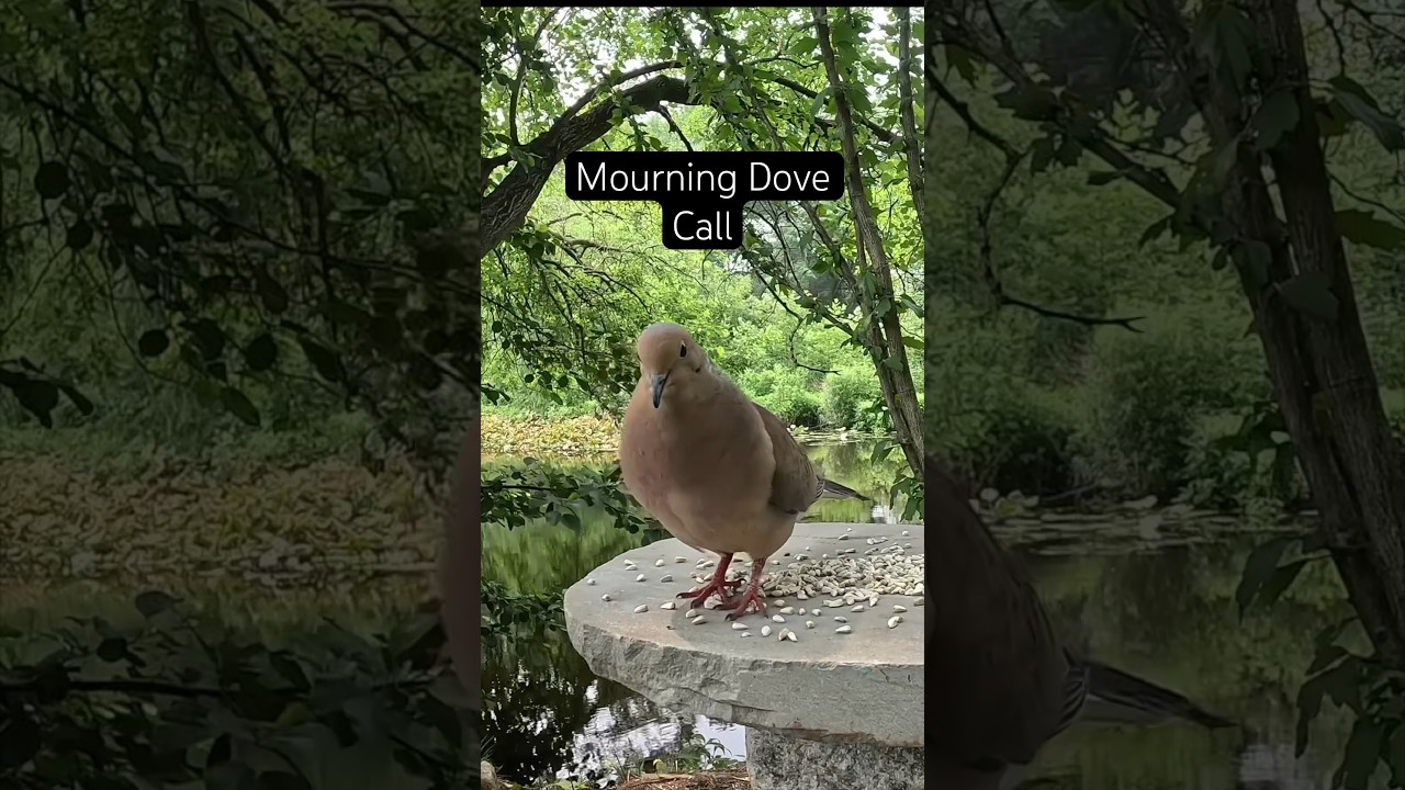 Mourning Dove Call and Cooing Sound #shorts #calming #birdcall #birds #backyardwildlife #viral