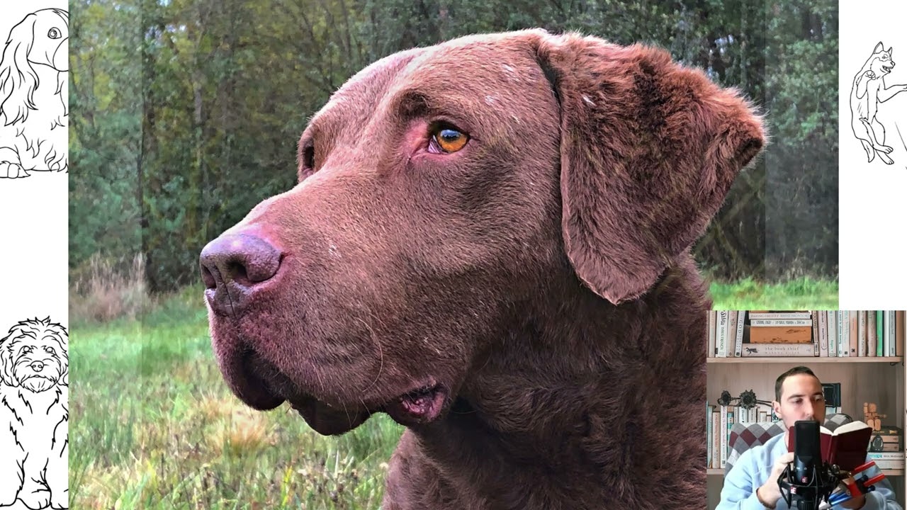 Chesapeake Bay Retriever. Pros and cons, price, how to choose, facts, care, history