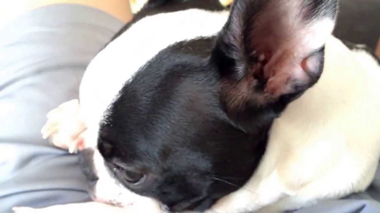 Cute French Bulldog/Boston terrier mix