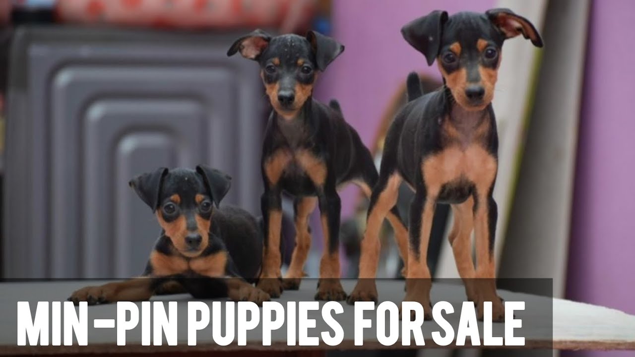 Miniature Pinscher Puppies For sale | Min pin dogs | More Details On My Description.#minpin#puppy