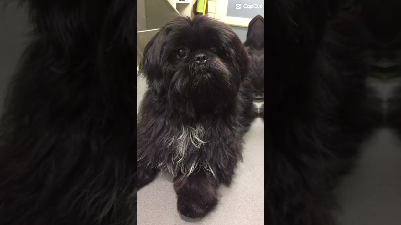 Cute black shih tzu #trending #viral #cute #dog #baby #reels