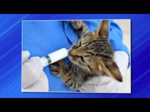 Porter Animal Hospital - Porter, TX
