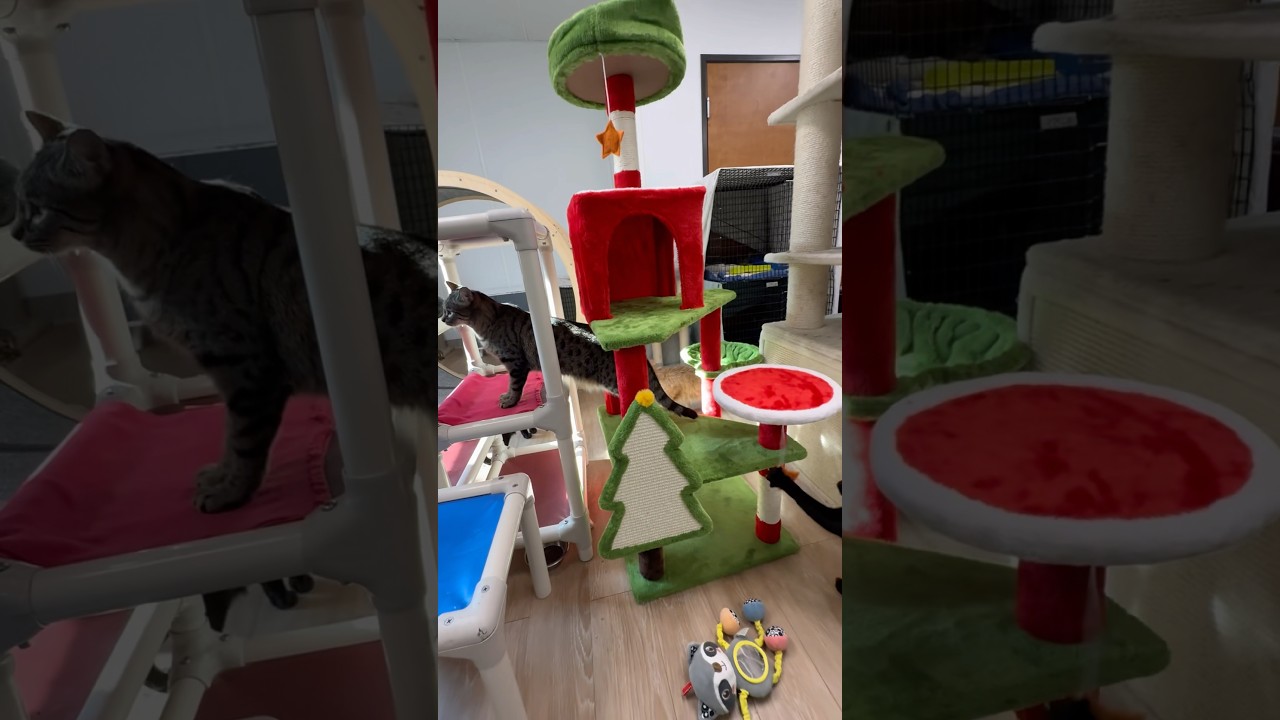 Perfect Christmas “tree” for cats! #amazonpets #cattree #xmastree