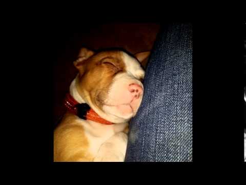 gewehr aka gus my st.bernard/pitbull mix