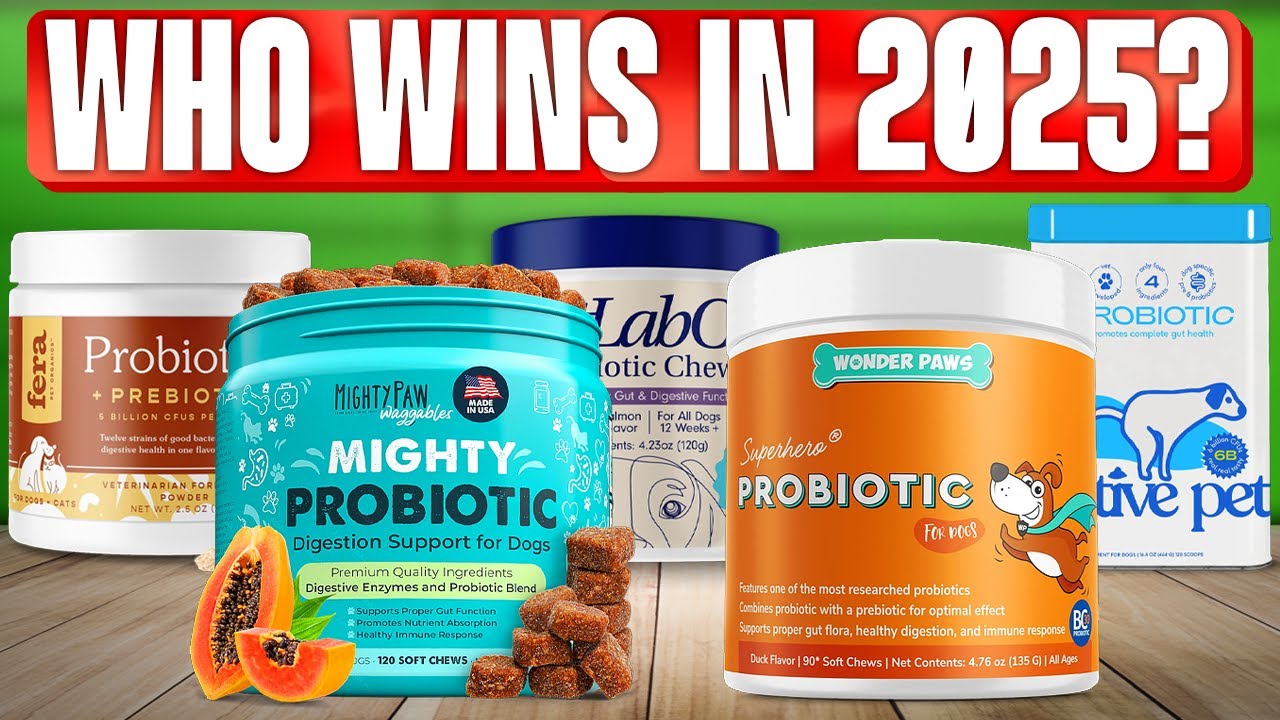 TOP 5 Best Probiotics for Dogs 2025