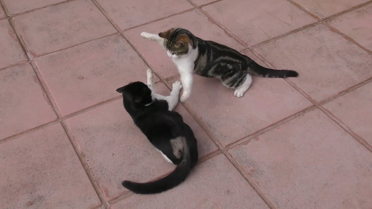 Cats Play Fighting | 4K