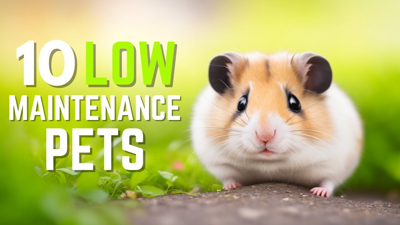 Top 10 Low Maintenance Pets | Easiest Pets To Take Care Of For Busy Owners | Pet Insider