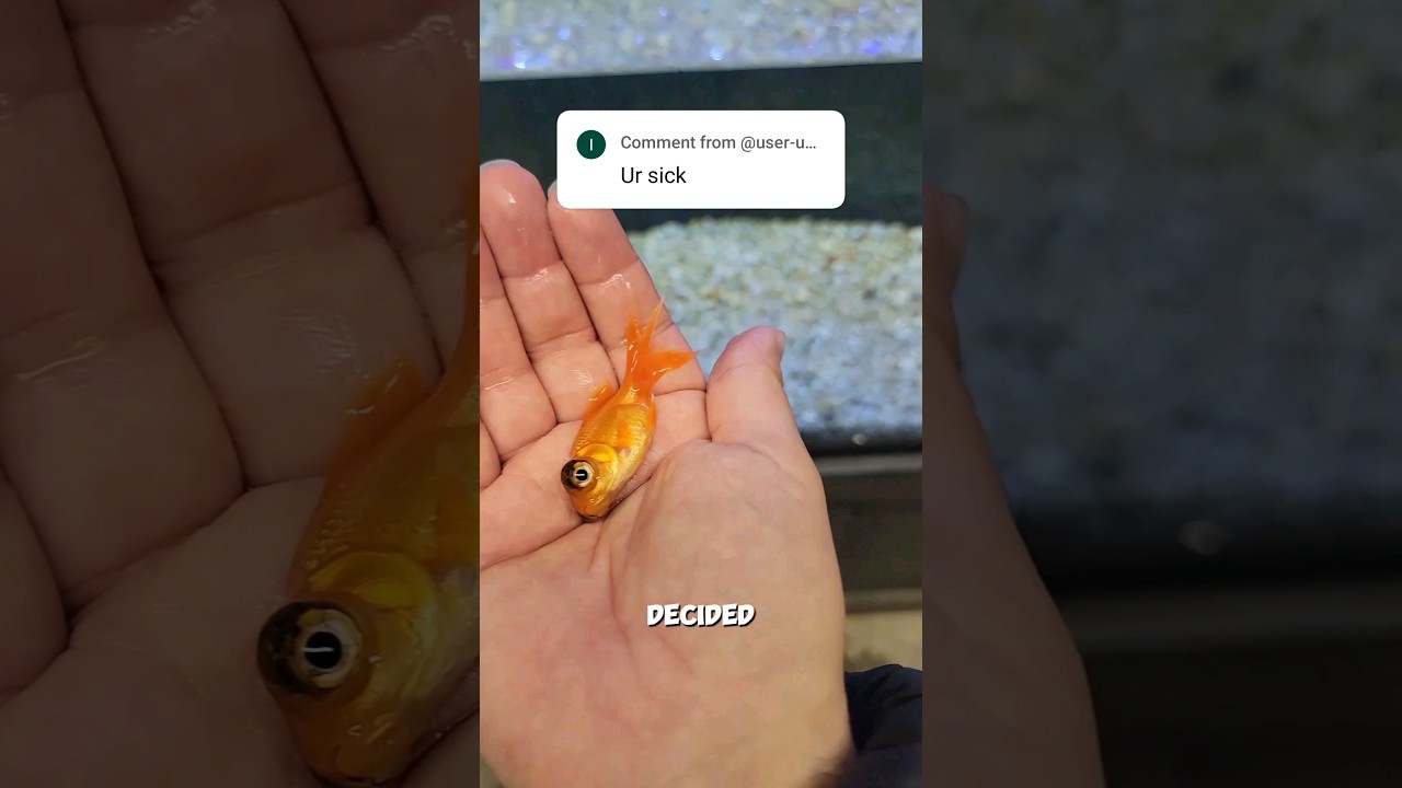 Big Eye Goldfish VS Moby!