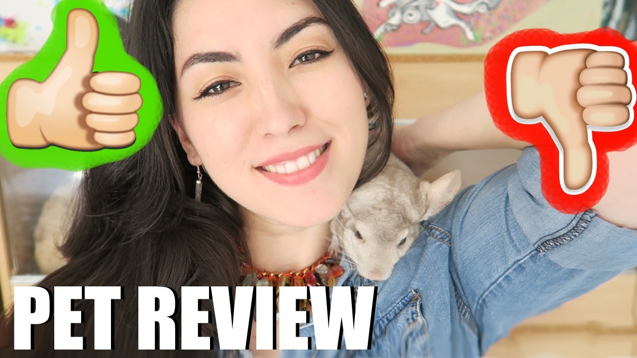 CHINCHILLAS | THE RIGHT PET FOR YOU? | PET REVIEW
