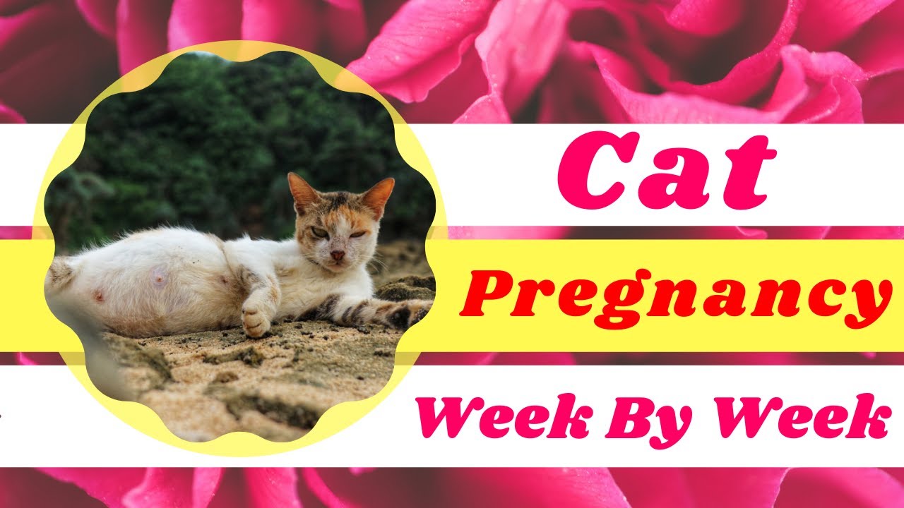 Cat Pregnancy : week by week cat pregnancy timeline with pictures ! Cat health tips 2021