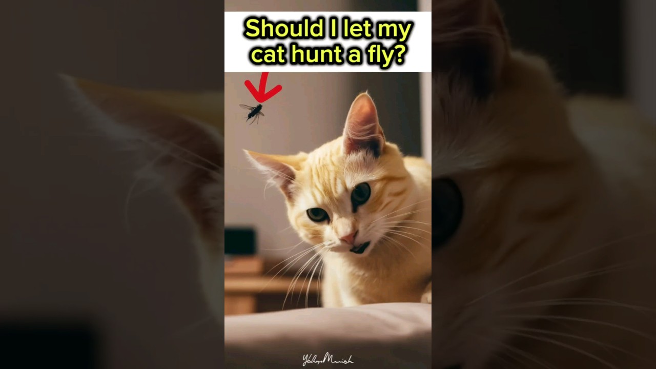 cat hunting flies | Should I let my cat hunt a fly? #catvideos #cats #kitten @catladdy4227