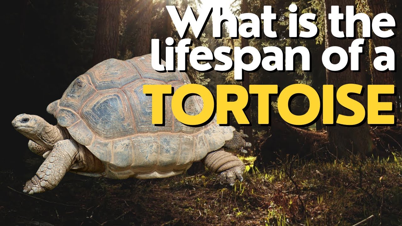 What is the Lifespan of a Tortoise? Discovering the Longevity of These Ancient Reptiles