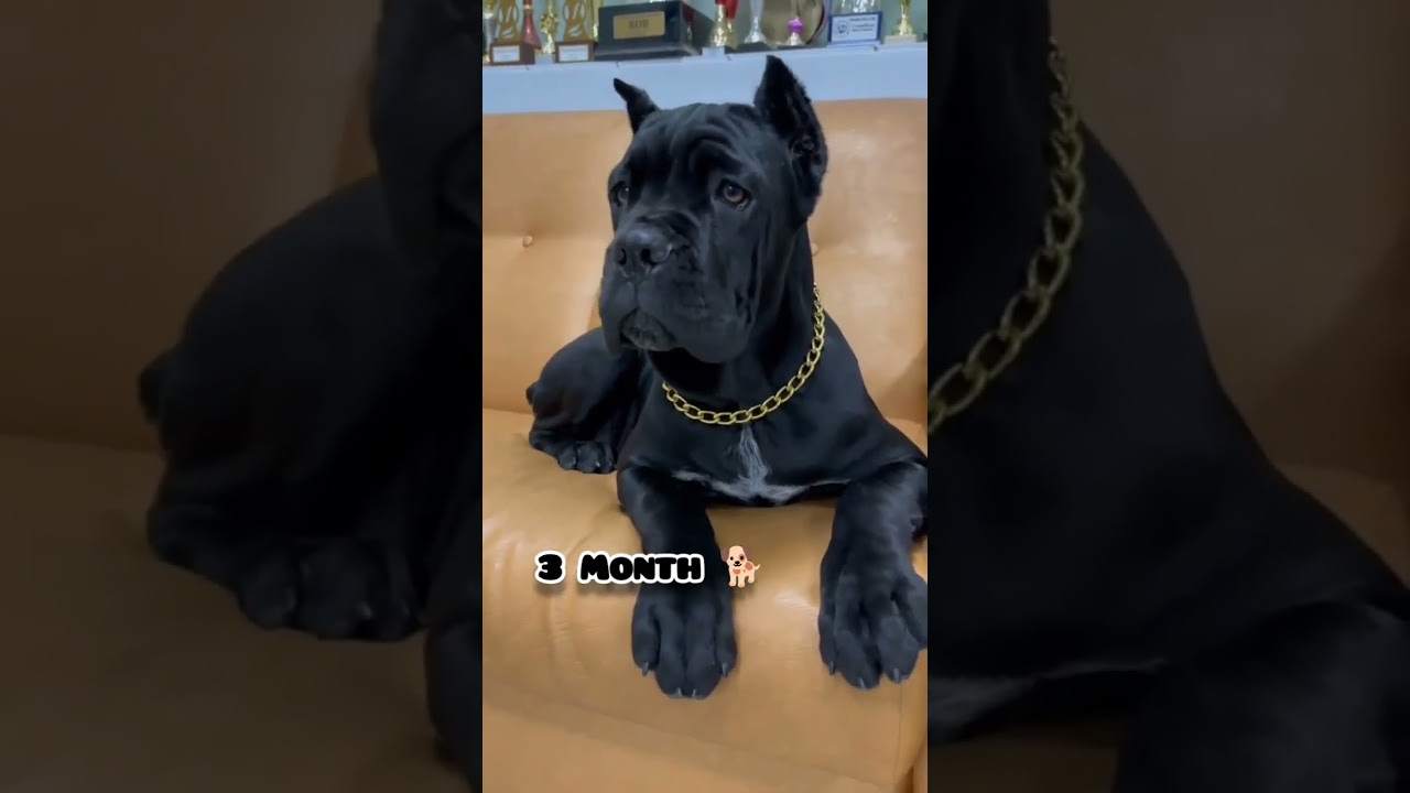One Month to One Year cane corso  transformation #doglover #feed #puppy #transformation #canecorso