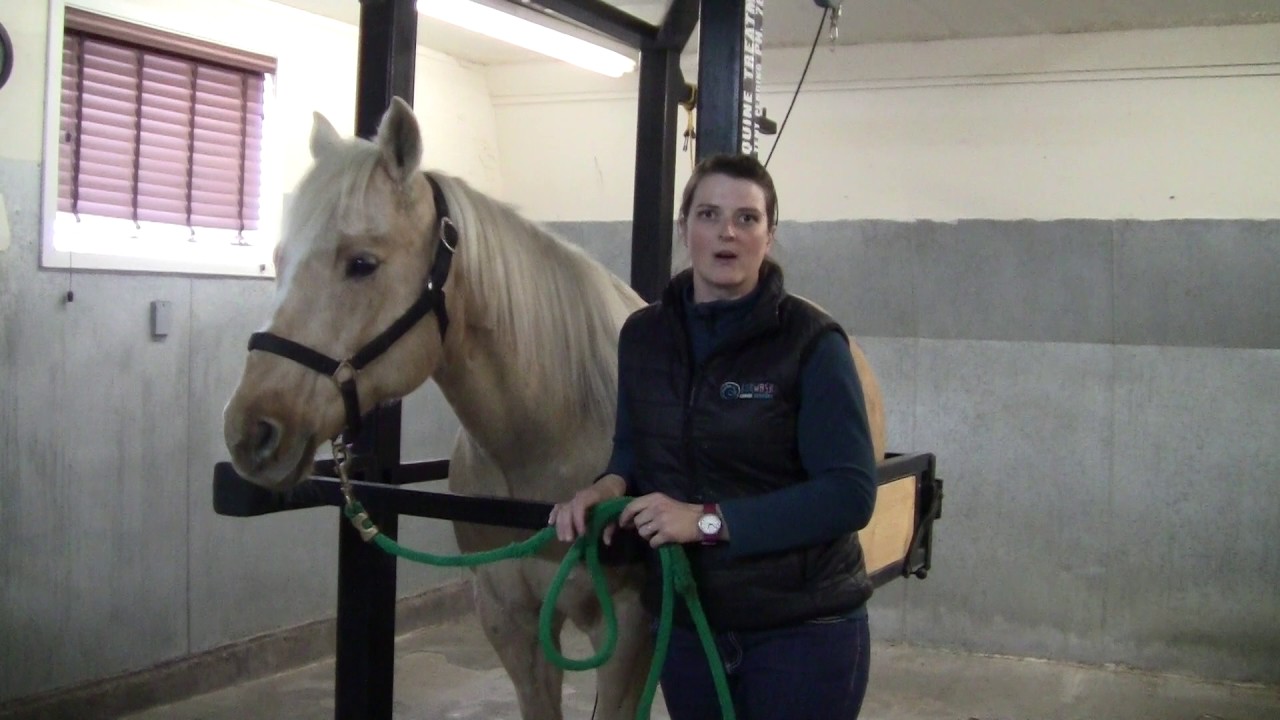 Understanding "Choke" in Horses