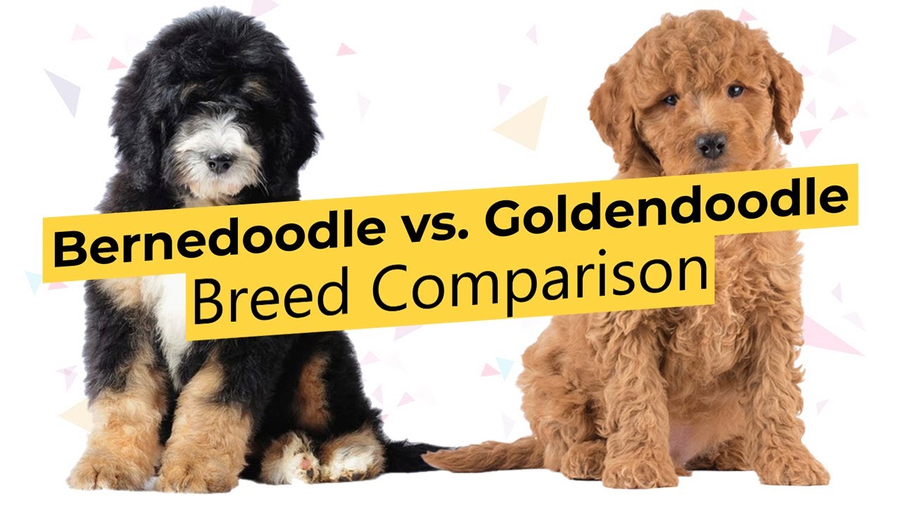 Bernedoodle vs. Goldendoodle 🐶 Breed Comparison 🐶