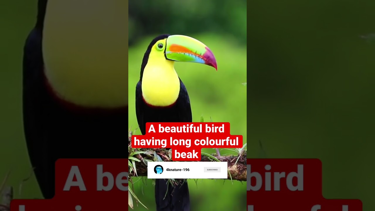 Beautiful bird having long colourful beak #shorts #shortsfeed #colourfulbirds #4knature