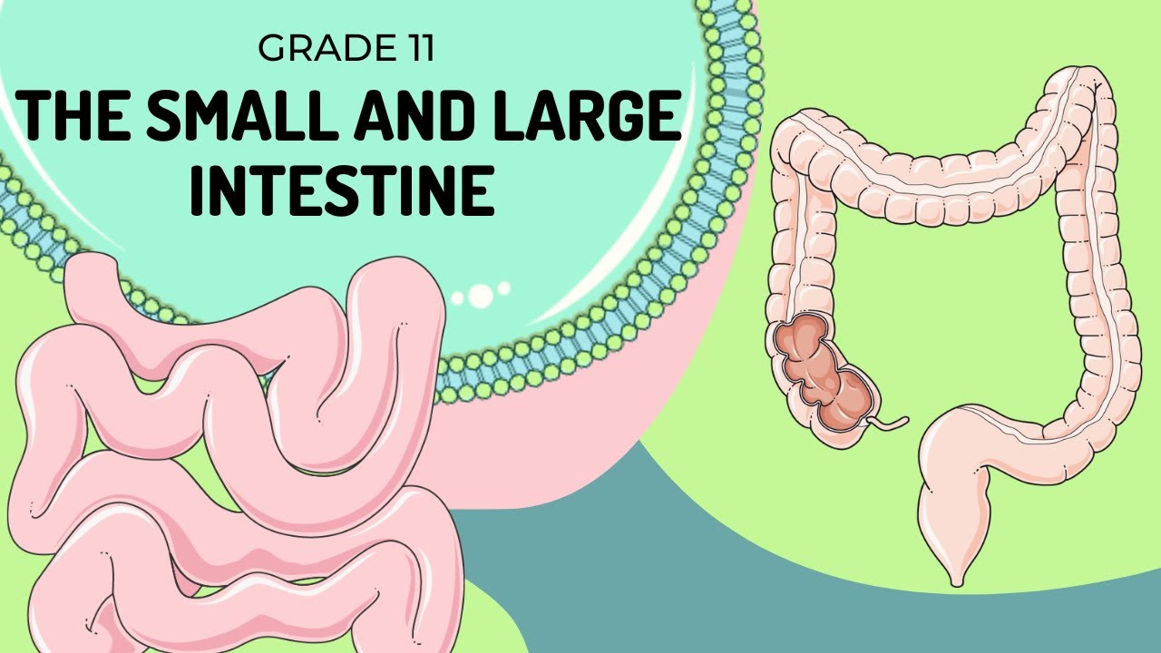 The Small and Large Intestine | Easy to understand