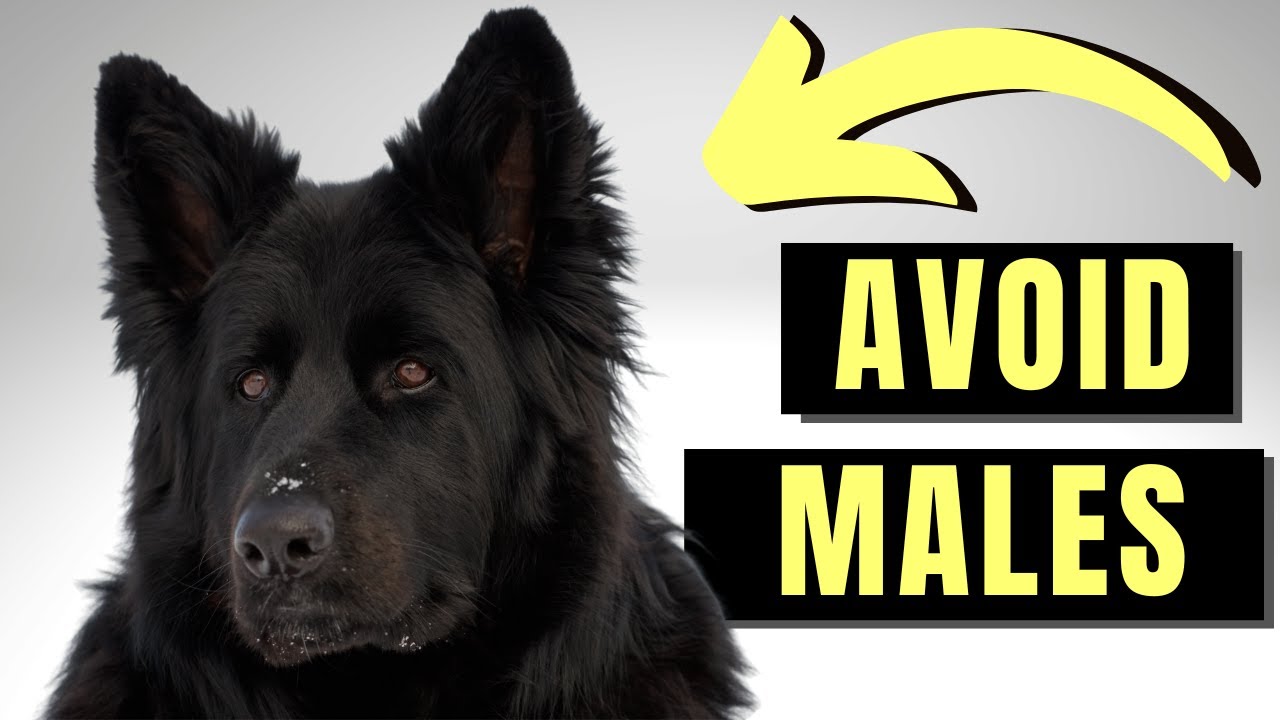 7 Reasons You SHOULD NOT Get A Male German Shepherd