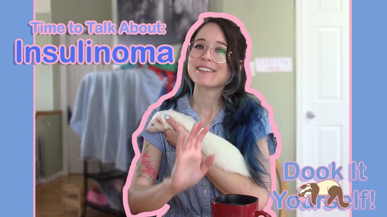 Ferrets & Insulinoma (everything you need to know)