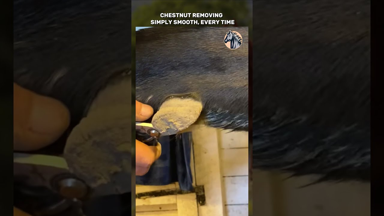 Chestnut Removing Simply Smooth, Every Time. #chestnut #horse #horsecare #satisfying #asmr #trim