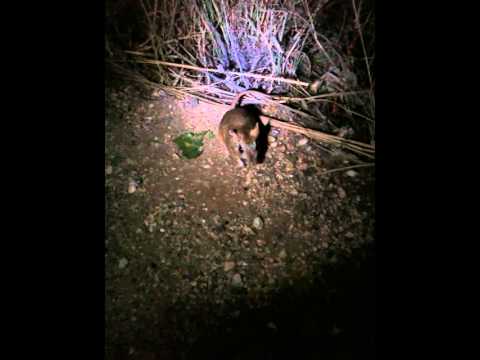 Gerbil (Meriones tristrami), Har Ha Gilboa, Israel