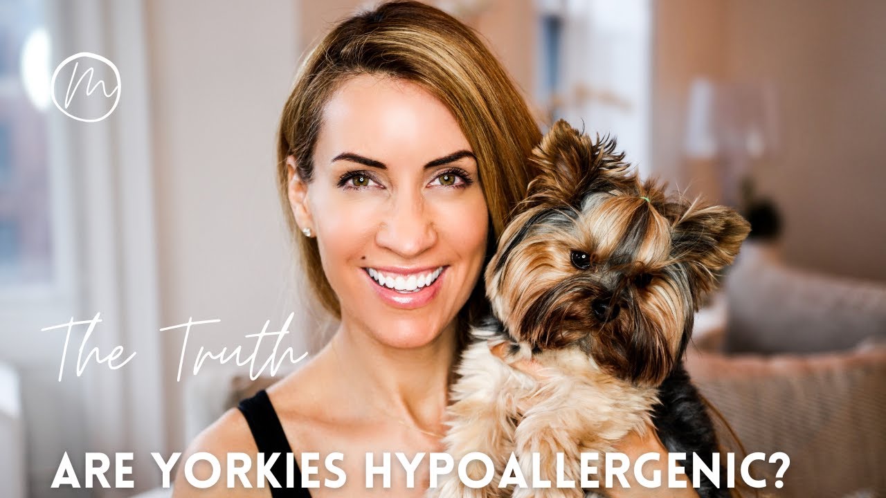 Are Yorkies Hypoallergenic? | Hypoallergenic Dogs