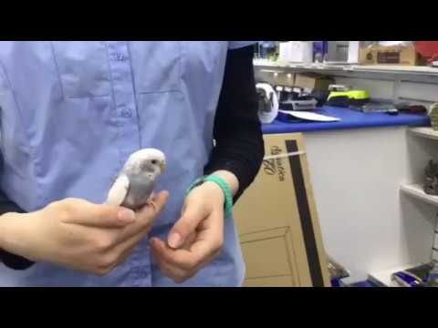 Budgies for Sale Melbourne | Breeding Budgies