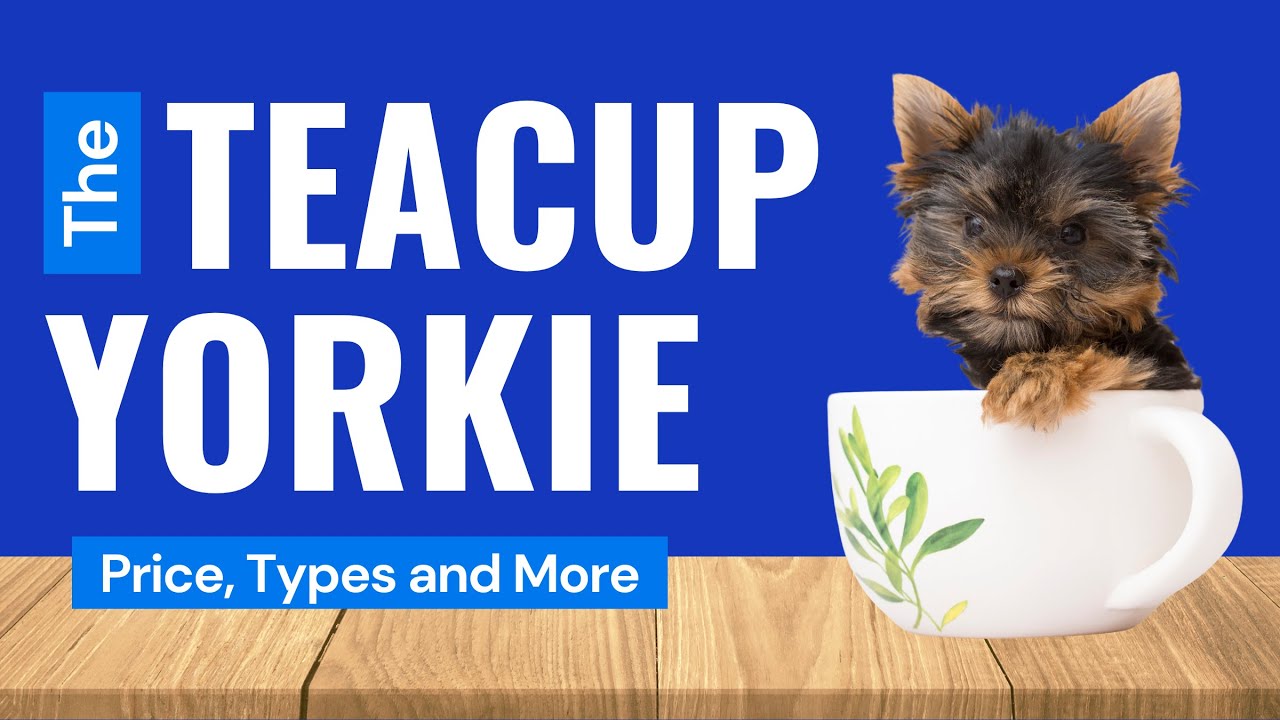 Teacup Yorkies  - Price, Care, and Where to Buy